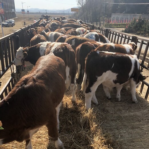 钦州大型养牛场西门塔尔母牛苗800斤出售