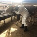 萍乡800斤的西门塔尔二岁母牛