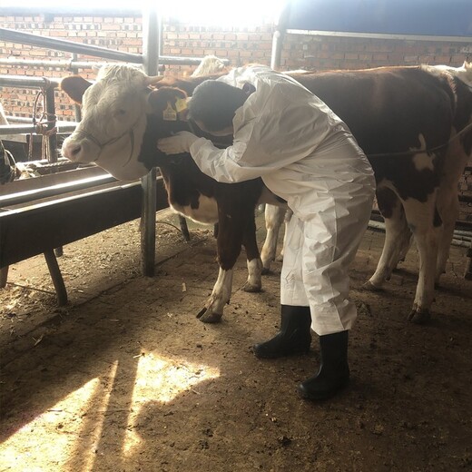 廊坊四代1000斤西门塔尔母牛出售
