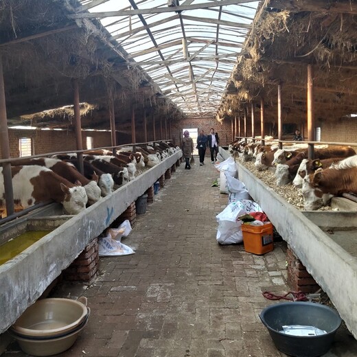 滁州纯种西门塔尔牛犊小母牛500斤多少钱
