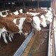 沧州哪里有西门塔尔小牛价格300斤出售展示图