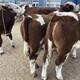安徽养牛场西门塔尔基础母牛多少钱产品图