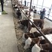 柳州西门塔尔繁殖母牛多少钱一头