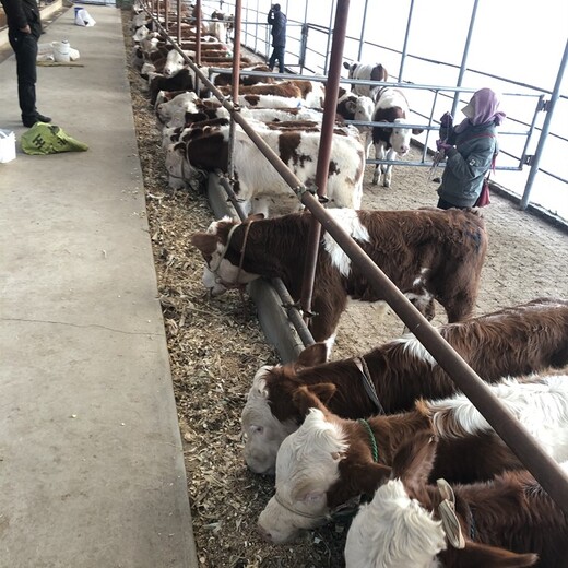 山东养牛场西门塔尔小牛价格300斤多少钱