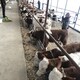 荆州养牛场西门塔尔牛小母牛600斤多少钱产品图