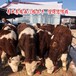 大同养牛场西门塔尔母牛苗800斤出售