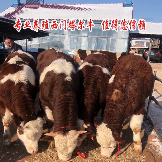 杭州四代西门塔尔二岁母牛