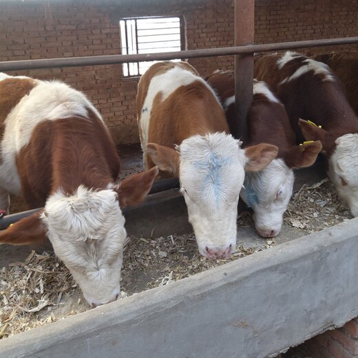 鸡西西门塔尔牛犊小母牛500斤多少钱