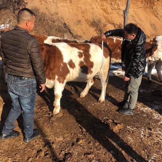 长治四代800斤西门塔尔母牛现在的价格