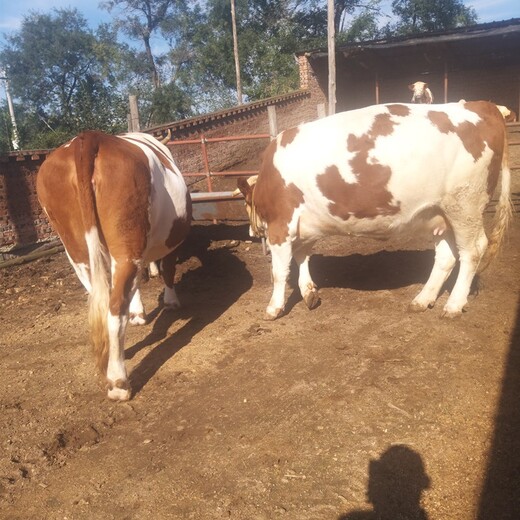 福建大型养牛场西门塔尔基础母牛700斤多少钱