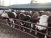 宁夏养牛场二岁西门塔尔母牛600斤多少钱