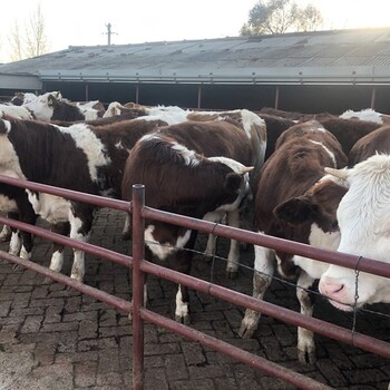 兰州大型养牛场西门塔尔母牛苗800斤