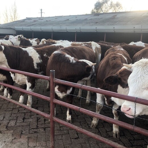 榆林大型养牛场西门塔尔繁殖母牛价钱