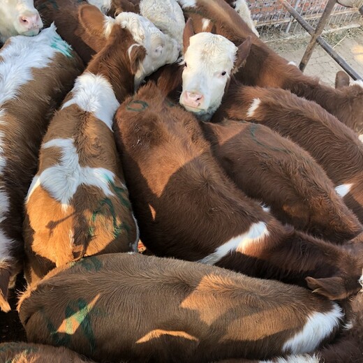 吐鲁番西门塔尔牛小母牛价格多少一头