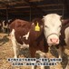 和田大型养牛场西门塔尔二岁母牛