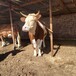 湖南大型养牛场西门塔尔基础母牛600斤多少钱