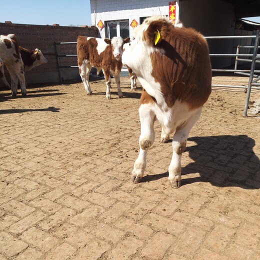 大型养牛场西门塔尔牛小母牛700斤多少钱