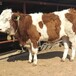 温州纯种西门塔尔牛犊小母牛价钱