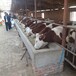 衡水大型养牛场西门塔尔小牛价格300斤价钱