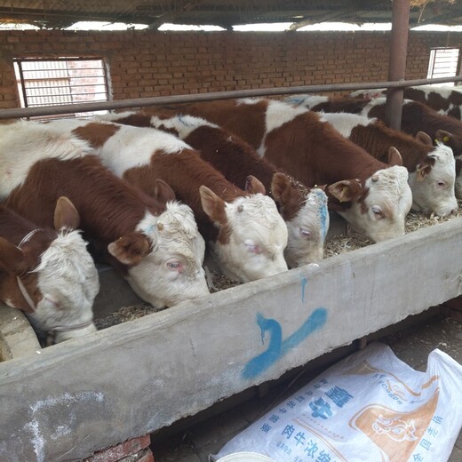 鄂尔多斯大型养牛场西门塔尔母牛苗五百斤多少钱