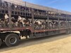 廊坊肉牛养殖基地1000斤西门塔尔母牛要多少钱