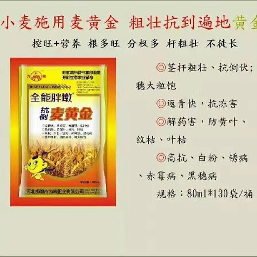 北京供应为峰麦黄金，控旺，抗倒伏，营养灌浆叶面肥总代,控旺麦黄金