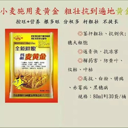 抗倒為峰麥黃金正品返青快分蘗多抗倒伏增產(chǎn)量