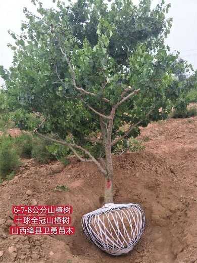 山西大金星山楂树,山楂苗