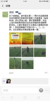 北京麦黄金，控旺，抗倒伏，营养灌浆叶面肥批发代理