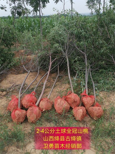 山东20公分山楂树种植基地