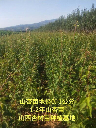 内蒙古1年0.5公分山杏苗采购基地