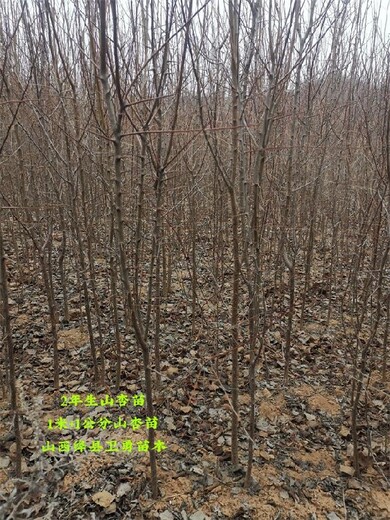 内蒙古20公分山杏苗种植基地