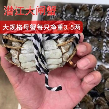 大闸蟹十一活动_鲜活大闸蟹/清水大闸蟹_3.5两规格母蟹_蟹肥黄多_活动价65元每斤