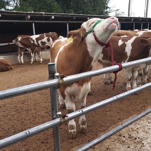 雅安大型养牛场西门塔尔400斤牛苗多少钱