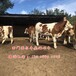 九龙坡阳光牧业西门塔尔二岁母牛现在的价格