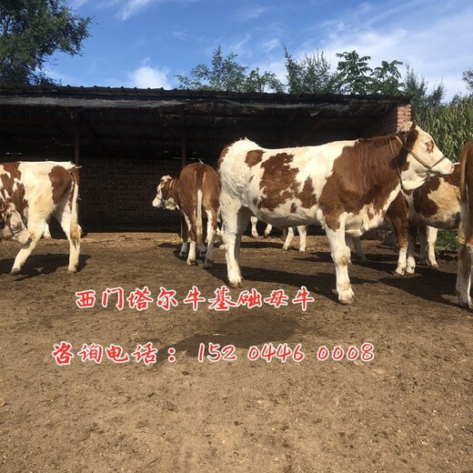 忠县大型养牛场西门塔尔母牛苗六百斤多少钱