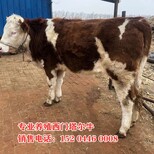 东营西门塔尔牛犊小母牛多少钱图片3