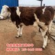 嘉峪关养牛场西门塔尔牛犊小母牛六百斤多少钱图
