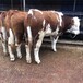太原大型养牛场西门塔尔牛犊小母牛要多少钱