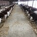 福建养牛场西门塔尔基础母牛价格