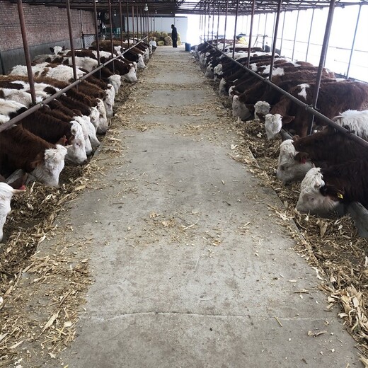 五家渠大型养牛场西门塔尔繁殖母牛