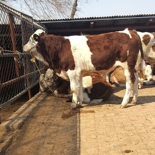 大同大型养牛场西门塔尔怀孕母牛多少钱
