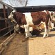 赤峰大型养牛场西门塔尔怀孕母牛价格多少一头产品图