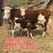 衢州600斤的西门塔尔二岁母牛