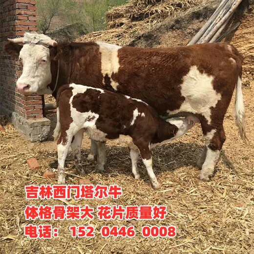 秦皇岛大型养牛场西门塔尔母牛苗800斤要多少钱