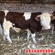 渭南养牛场西门塔尔牛犊小母牛展示图