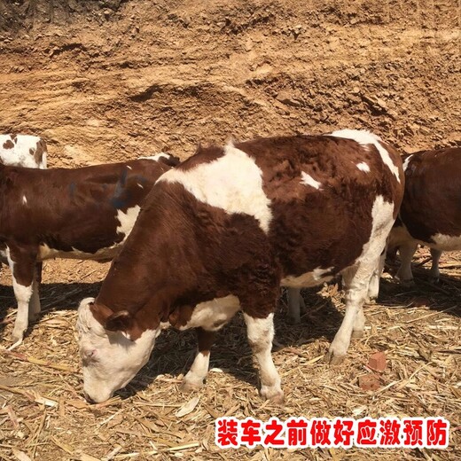 养牛场西门塔尔牛犊小母牛现在的价格