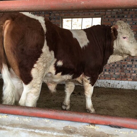 西门塔尔二岁母牛现在的价格