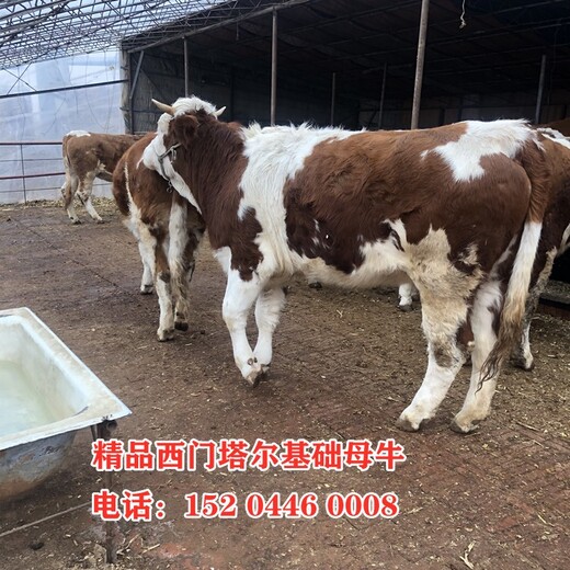 邢台大型养牛场西门塔尔怀孕母牛出售