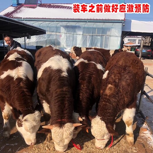 贵州养牛场西门塔尔小牛价格300斤多少钱